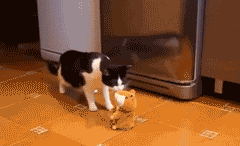 Animais_001.gif
