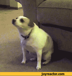 Animais_002.gif