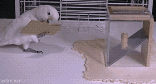 Animais_014.gif