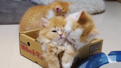 Animais_022.gif