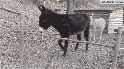 Animais_035.gif