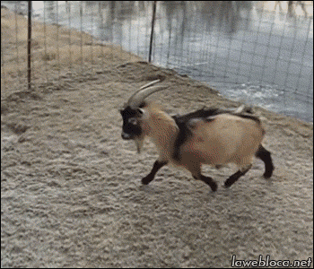 Animais_038.gif
