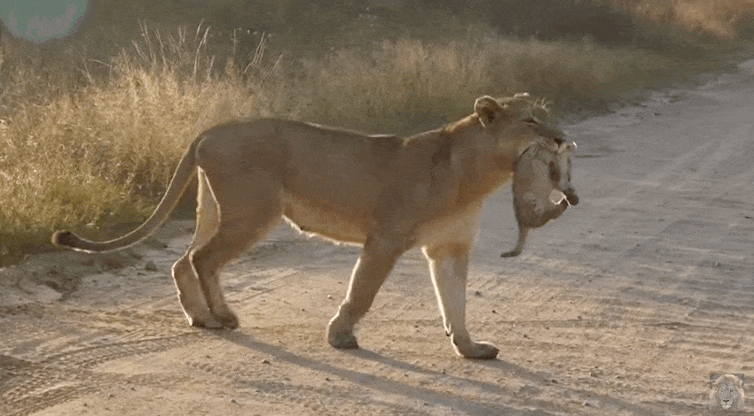 Animais_053.gif