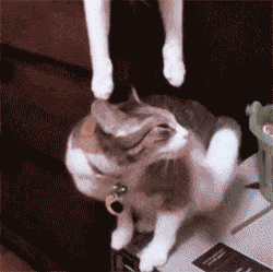 Animais_066.gif