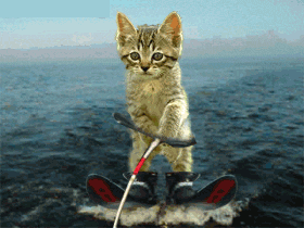 Animais_067.gif
