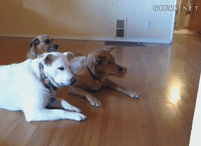Animais_e_CrianЗas_012.gif