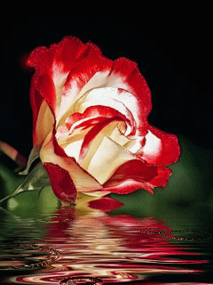 Rosas_065.gif