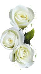 Rosas_088.gif